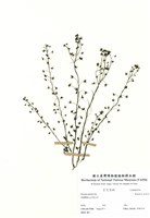 藏品(茅膏菜)的圖片